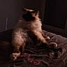 Sally participe au concours pour gagner de l'argent avec cette photo : cat, fluffy, bed, dark, dim_lighting, indoor, screenshot, phone_screen, notification, text_overlay, feline, resting, blurred, casual, cozy, animal, pet, fur, relaxed, home