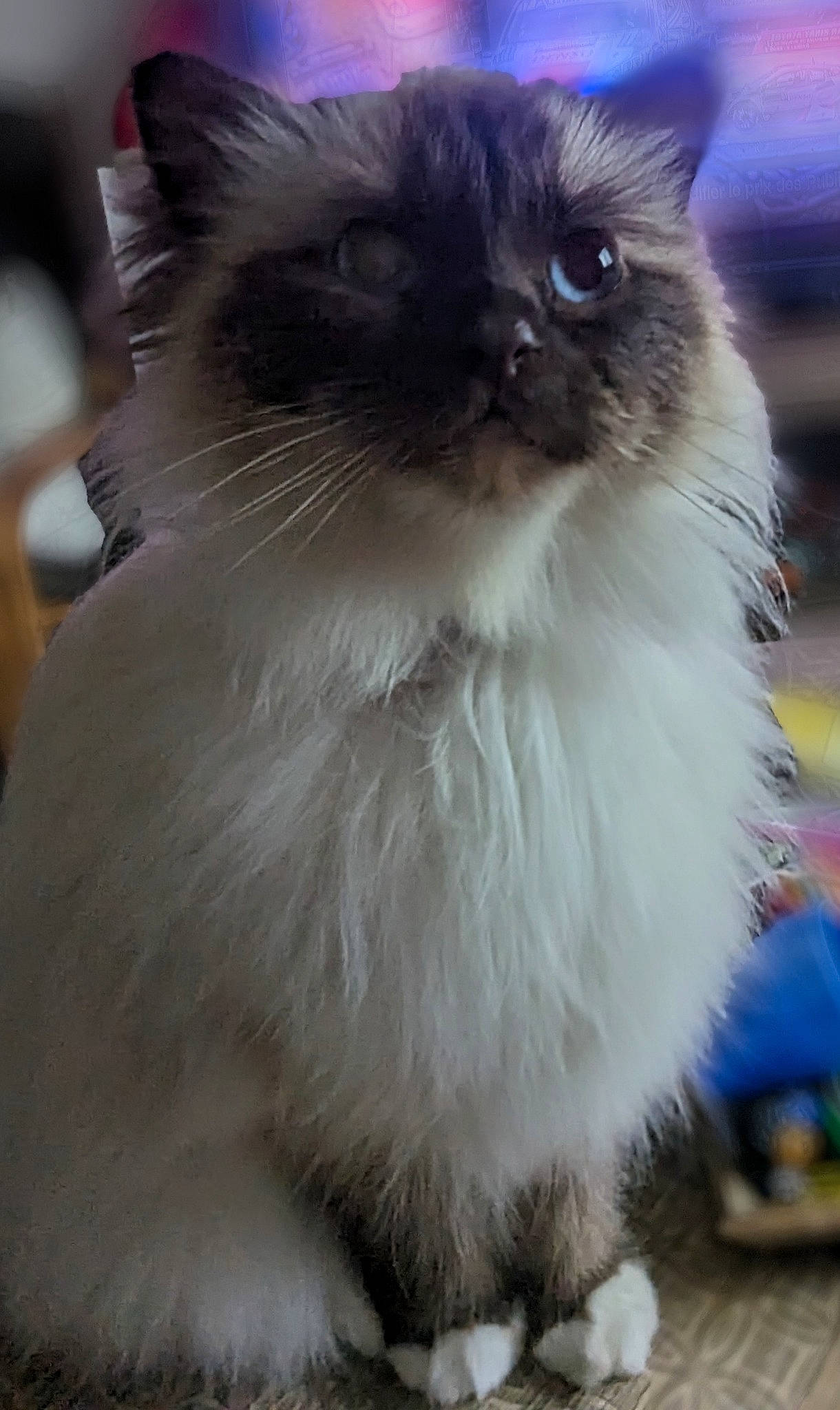Sally