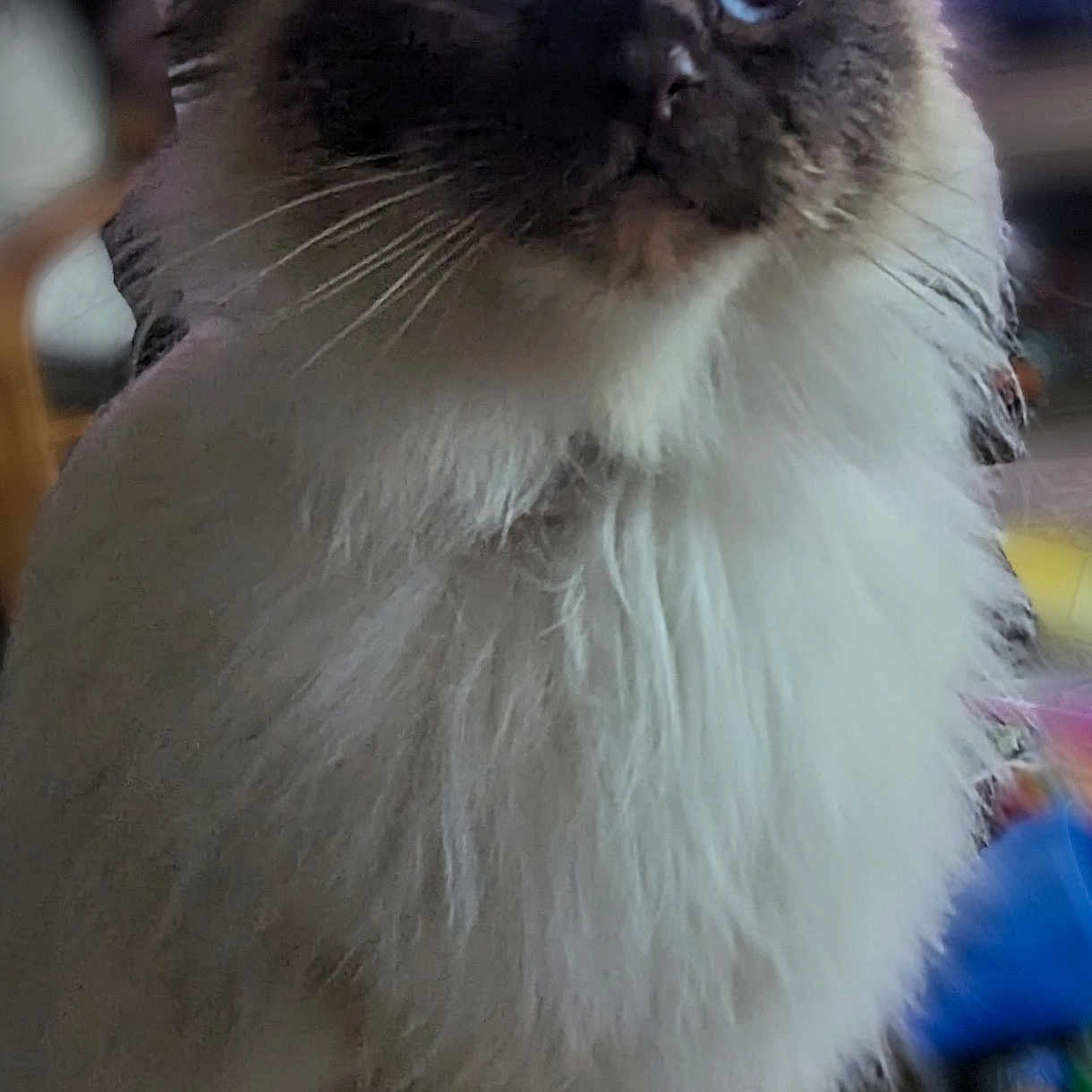 Sally