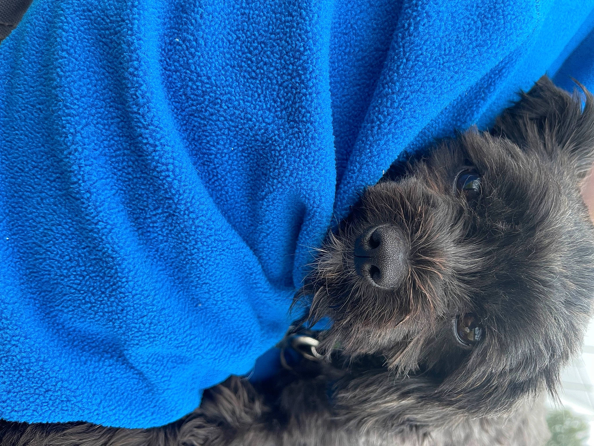 Astra joined the competition — help win amazing prizes! blue, canidae, carnivore, companion_dog, dog, dog_breed, dog_supply, electric_blue, fur, pattern, paw, pet_supply, puppy, sleeve, small_terrier, snout, sporting_group, toy_dog, working_animal, woven_fabric