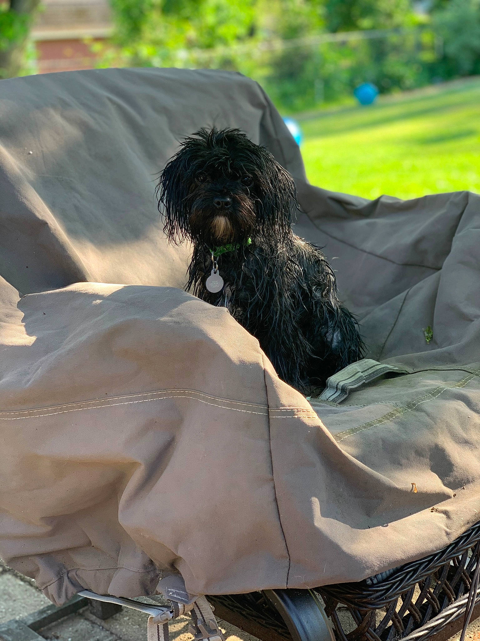 Astra is registered to the contest to win money with this photo: automotive_exterior, automotive_tire, bumper, canidae, companion_dog, dog, dog_breed, fender, grass, grille, hood, motor_vehicle, soil, sporting_group, tints_and_shades, tire, tread, tree, vehicle_door, wing