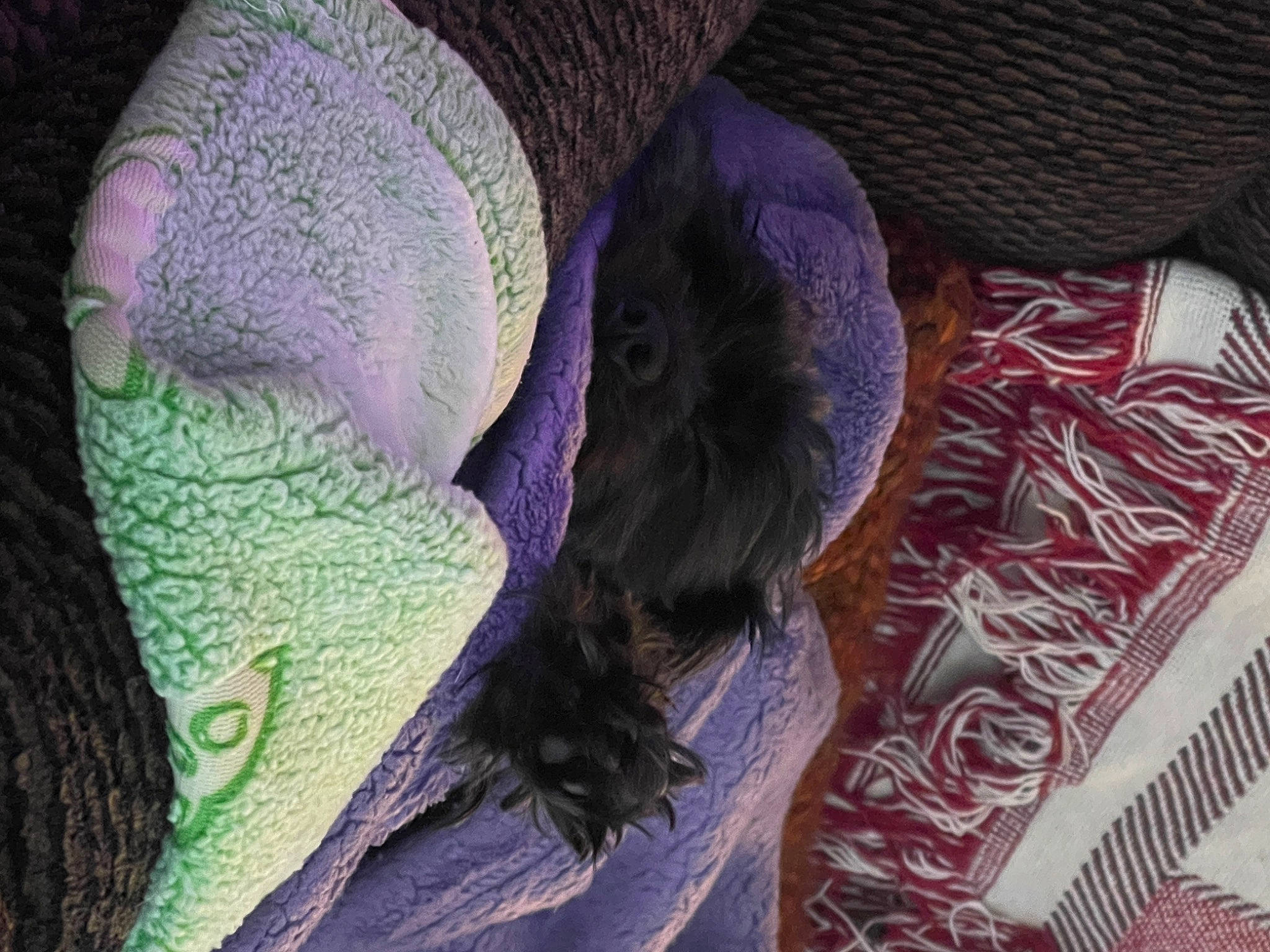 Astra joined the competition — help win amazing prizes! cap, comfort, electric_blue, fashion_accessory, feather, felidae, fur, grey, hat, knit_cap, linens, magenta, pattern, purple, textile, thread, violet, wool, woolen, woven_fabric