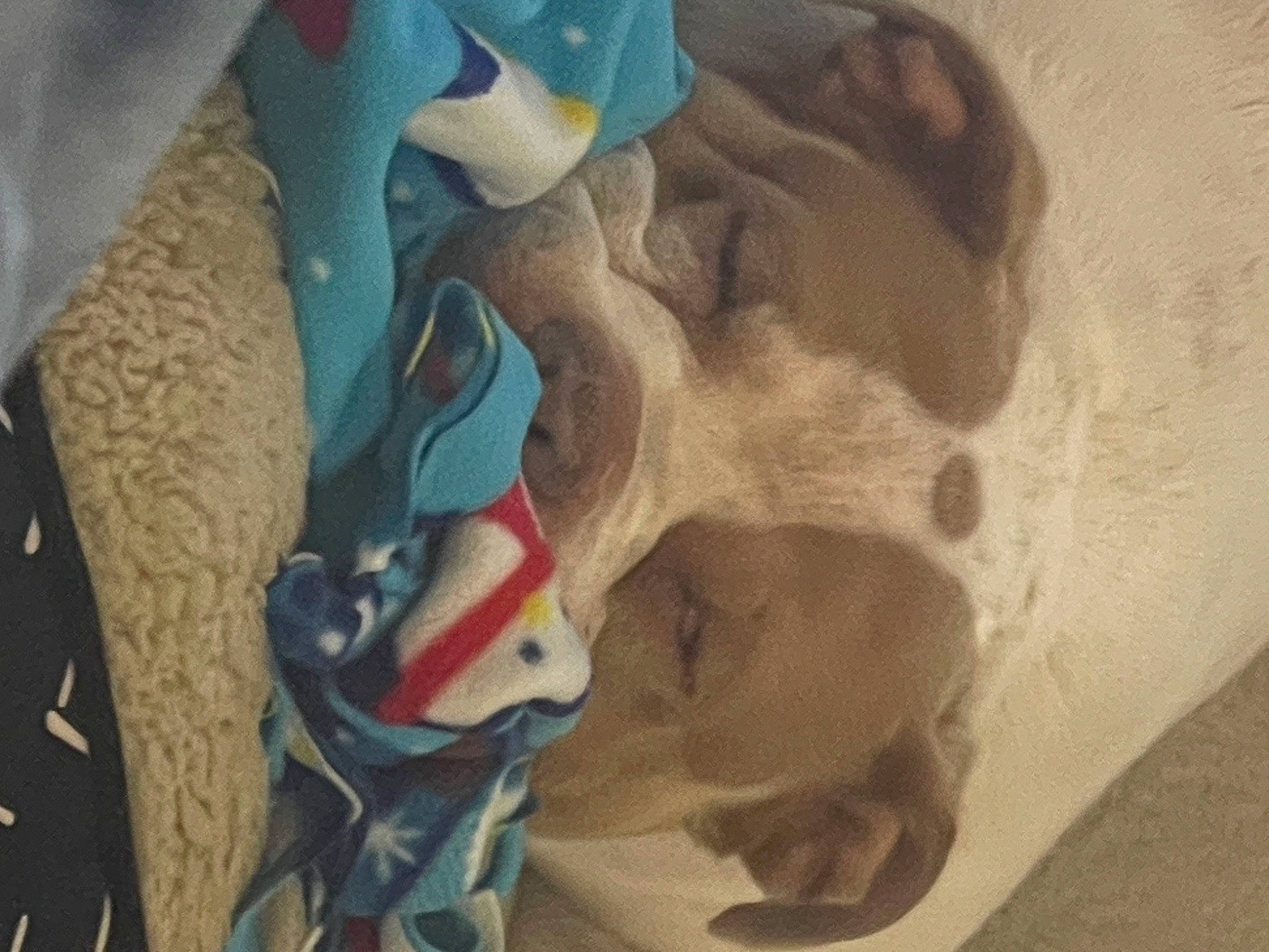 Meia joined the competition — help win amazing prizes! art, canidae, carmine, carnivore, dog, dog_breed, fawn, fur, jaw, linens, nose, paint, paw, personal_protective_equipment, snout, sporting_group, visual_arts, wood, working_animal, wrinkle