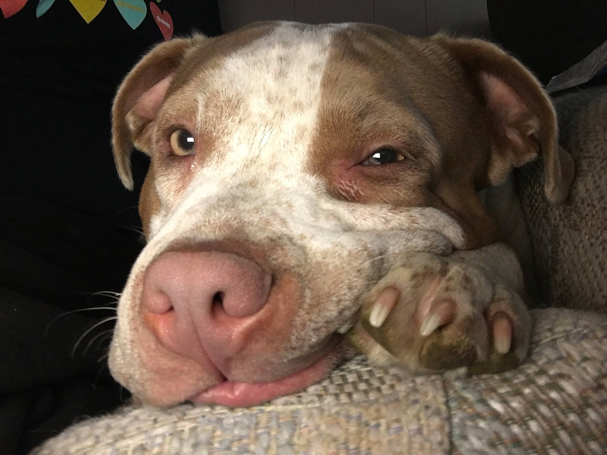 Meia is registered to the contest to win money with this photo: canidae, carnivore, companion_dog, dog, dog_breed, fawn, jaw, liver, non_sporting_group, snout, sporting_group, terrestrial_animal, whiskers, working_animal