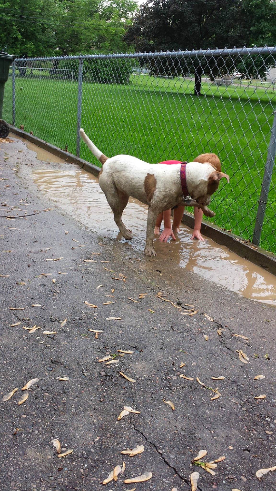 Meia is registered to the contest to win money with this photo: asphalt, carnivore, chain_link_fencing, companion_dog, dog, dog_breed, fawn, fence, grass, leash, mesh, pet_supply, plant, road_surface, sidewalk, snout, tail, terrestrial_animal, wire_fencing, working_animal