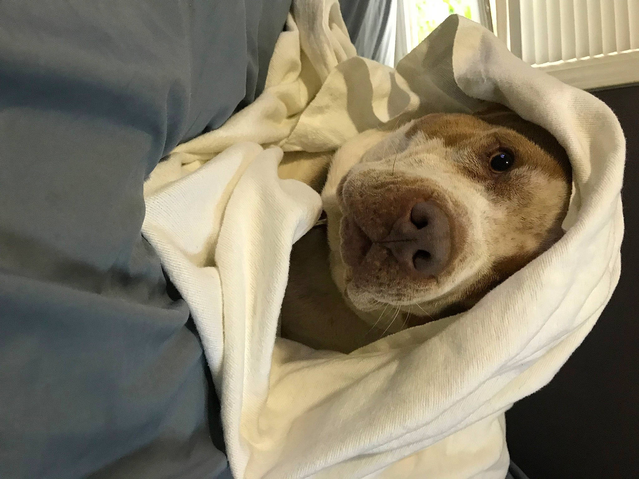 Meia is registered to the contest to win money with this photo: bedding, canidae, carnivore, comfort, companion_dog, dog, dog_bed, dog_breed, dog_supply, fawn, fur, guard_dog, jaw, linens, nap, selfie, snout, sporting_group, whiskers, working_animal