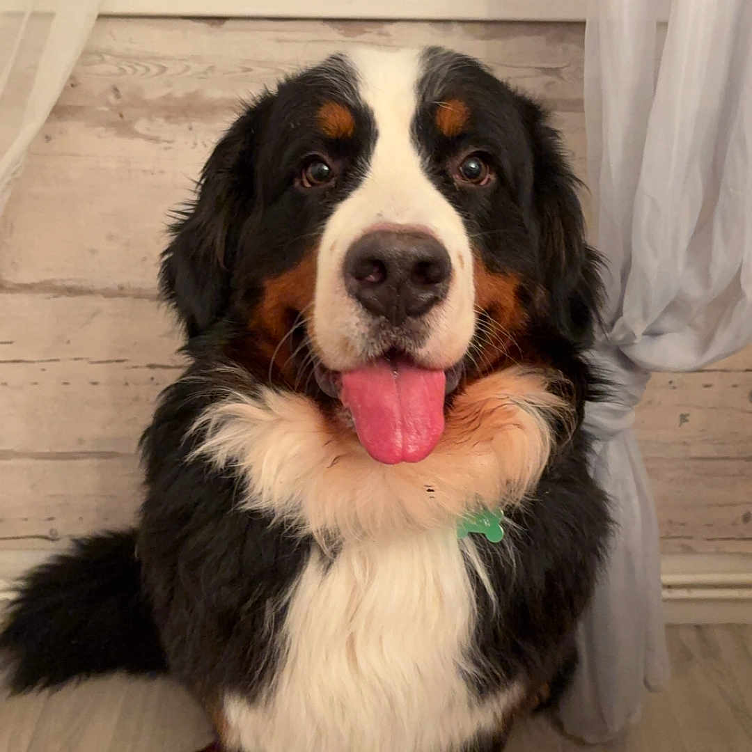 Snow a rejoint le concours — aidez-le/la à gagner de superbes lots ! animal, bernese_mountain_dog, black_fur, brown_fur, close_up, curtains, cute, dog, floor, friendly, fur, happy, house, indoor, pet, portrait, sitting, tongue_out, white_fur, wooden_floor
