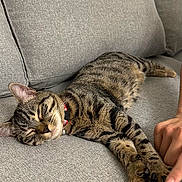 Aïko a rejoint le concours — aidez-le/la à gagner de superbes lots ! animal, cat, companion, couch, cozy, cute, domestic_cat, fur, furniture, gray, human_hand, indoor, paw, peaceful, pet, relaxing, resting, sleeping, striped, tabby