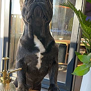 Sumy a rejoint le concours — aidez-le/la à gagner de superbes lots ! animal, black_dog, close_up, curious, daylight, dog, domestic_animal, french_bulldog, houseplant, indoor, interior, looking_up, paws, pet, plant, sunlight, table, white_markings, window, wooden_table