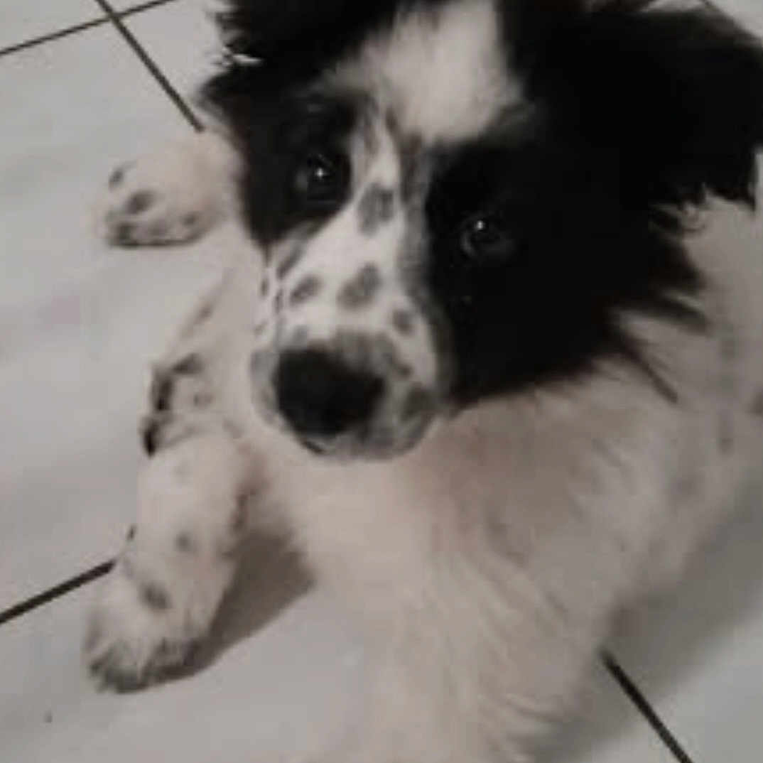 Arés participe au concours pour gagner de l'argent avec cette photo : adorable, animal, black_and_white, canine, cute, dog, ears, face, fur, fur_pattern, indoor, looking_up, lying, paw, pet, puppy, speckled, spot, tiled_floor, young