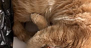 Butter is registered to the contest to win money with this photo: animal, cat, closeup, cozy, curled_up, cute, domestic_cat, ears, feline, fur, indoor, nose, orange_cat, paper, pet, relaxed, resting, sleeping, soft, whiskers