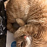 animal, cat, closeup, cozy, curled_up, cute, domestic_cat, ears, feline, fur, indoor, nose, orange_cat, paper, pet, relaxed, resting, sleeping, soft, whiskers