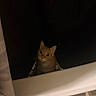 animal, bathroom, bathtub, cat, curious, curtain, dark, domestic, feline, indoor, looking_up, low_light, orange_cat, pet, quiet, shadow, tile_floor, whiskers, white, wide_eyes