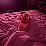 animal, bed, blanket, cat, comfort, cozy, cute, domestic, fur, furniture, indoor, pet, pink_light, quiet, relaxation, resting, room, sleepy, soft_light, television