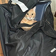 Butter is registered to the contest to win money with this photo: animal, black_bag, cardboard, cat, closeup, cozy, curious, curious_expression, curled_up, duffel_bag, fabric, feline, household, indoor, orange_tabby, peeking, pet, shipping_label, wide_eyes, zipper