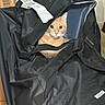 animal, black_bag, cardboard, cat, closeup, cozy, curious, curious_expression, curled_up, duffel_bag, fabric, feline, household, indoor, orange_tabby, peeking, pet, shipping_label, wide_eyes, zipper