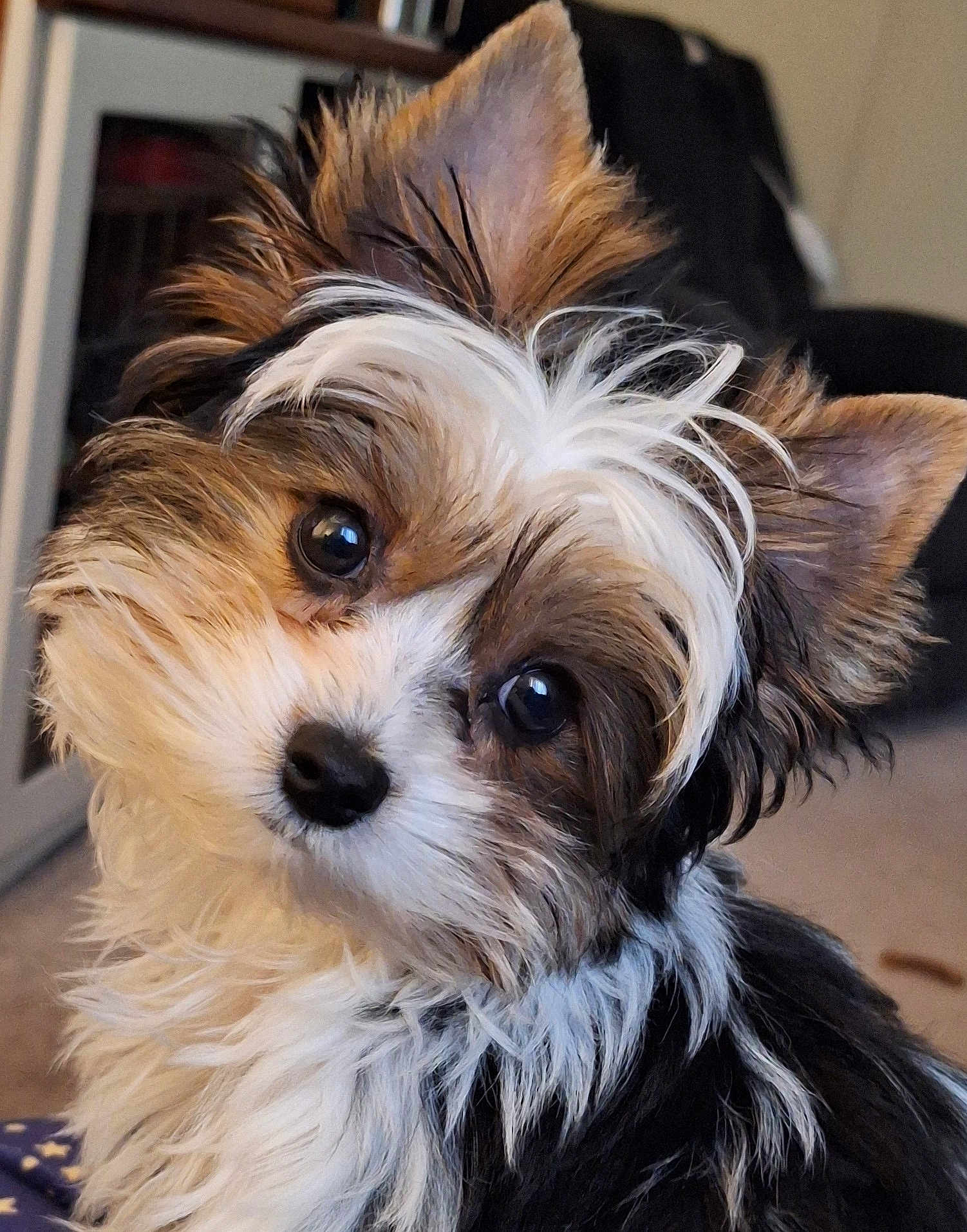 Eli is registered to the contest to win money with this photo: dog, puppy, fluffy, cute, portrait, indoor, pet, animal, fur, head_tilt, black, white, brown, closeup, adorable, eyes, nose, ears, companion, domestic