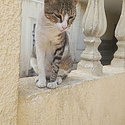 Kyzer participe au concours pour gagner de l'argent avec cette photo : animal, architecture, baluster, beige, cat, curious, daylight, ears, fur, outdoor, paws, pet, quiet, sitting, stone, tabby, texture, wall, whiskers, window
