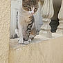 animal, architecture, baluster, beige, cat, curious, daylight, ears, fur, outdoor, paws, pet, quiet, sitting, stone, tabby, texture, wall, whiskers, window
