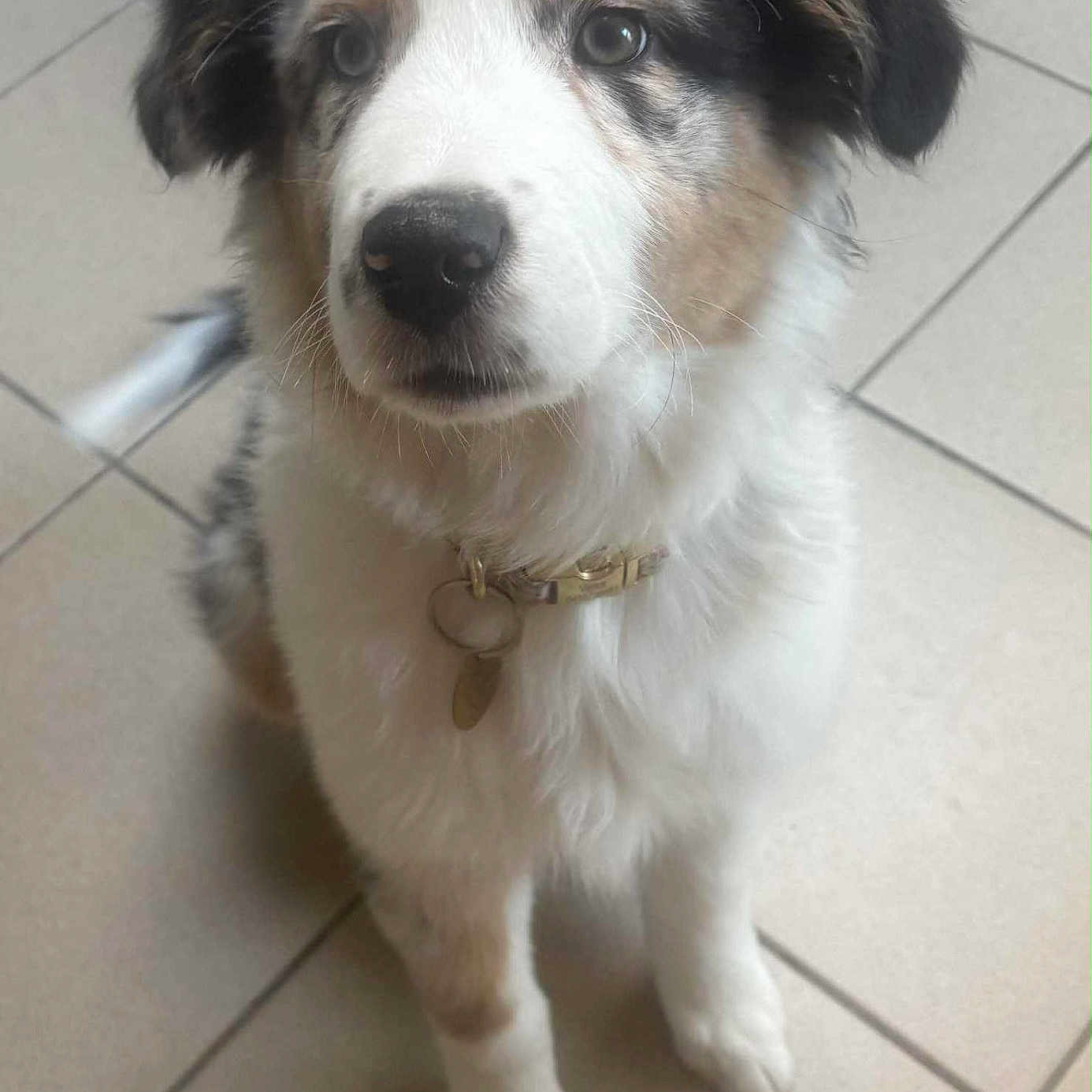 Vénus a rejoint le concours — aidez-le/la à gagner de superbes lots ! adorable, animal, black_fur, brown_fur, closeup, collar, cute, dog, domestic_animal, ears, fluffy, fur, indoor, looking_up, pet, puppy, sitting, tile_floor, white_fur, young_dog