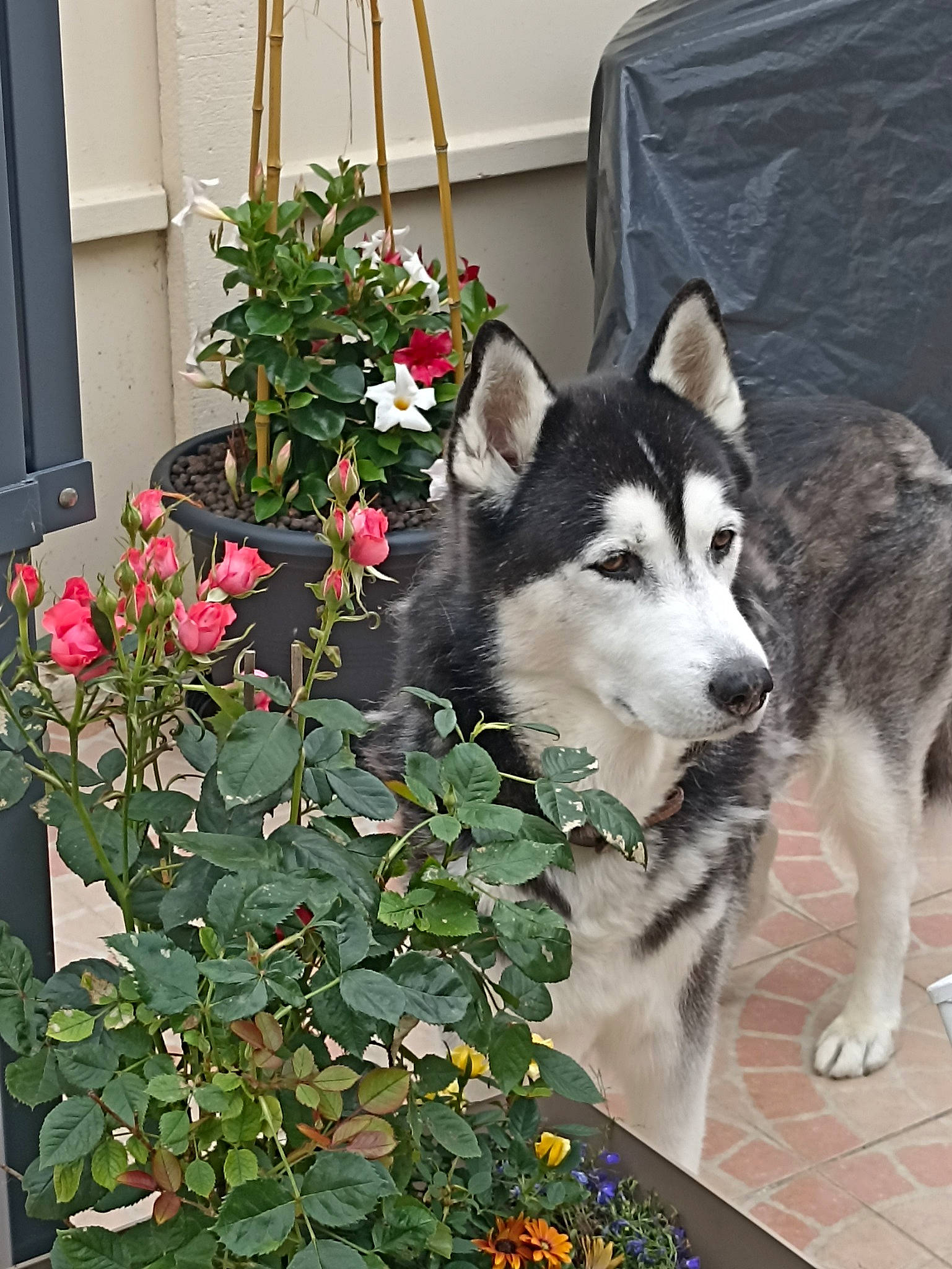 Daiko participe au concours pour gagner de l'argent avec cette photo : annual_plant, art, carmine, carnivore, companion_dog, dog, dog_breed, door, flower, flowerpot, grass, houseplant, petal, plant, shrub, sled_dog, sporting_group, window, working_animal, working_dog