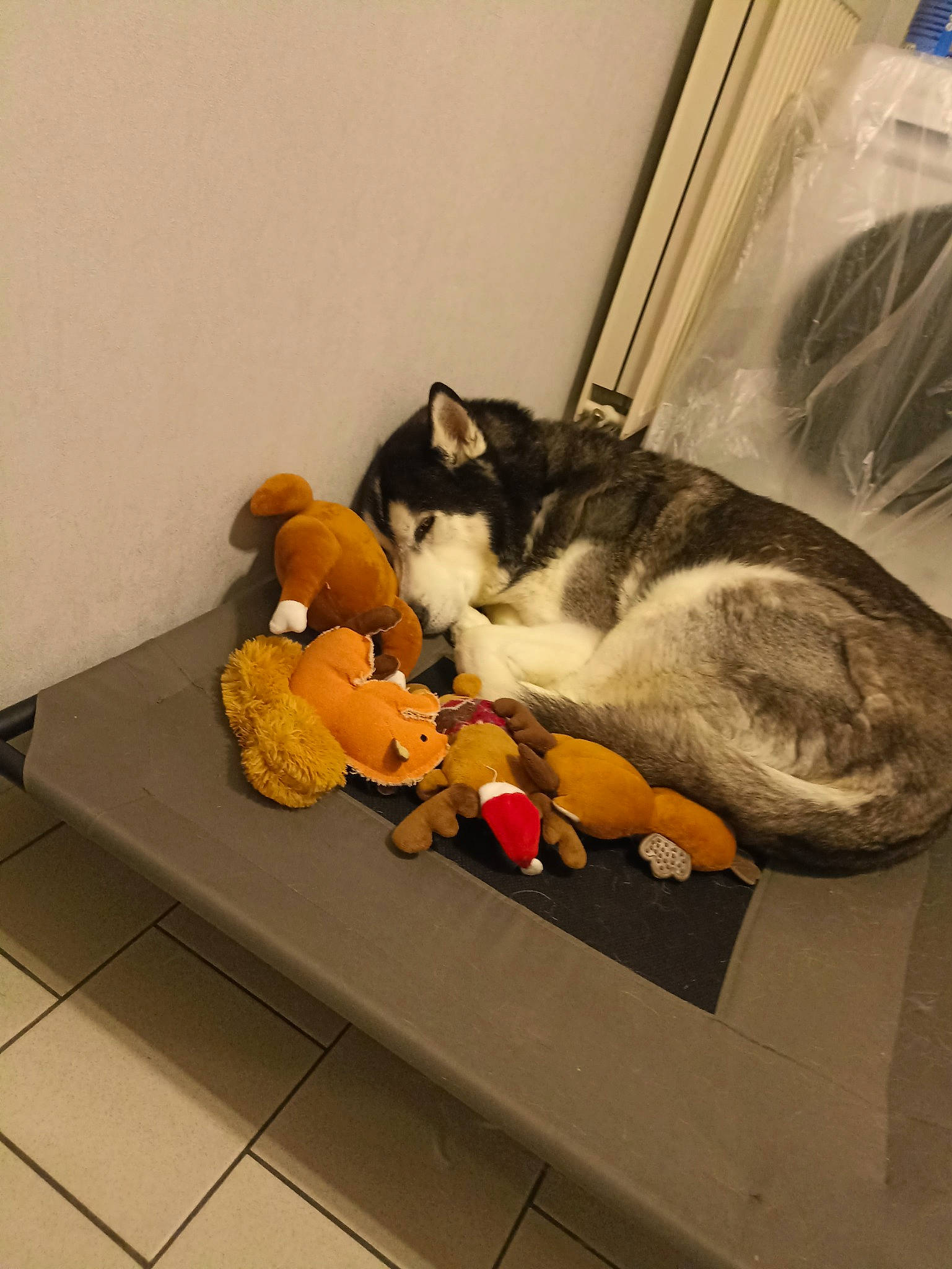 Daiko a rejoint le concours — aidez-le/la à gagner de superbes lots ! carnivore, cat, cat_supply, comfort, companion_dog, domestic_short_haired_cat, fawn, felidae, flooring, fur, hardwood, paw, pet_supply, plastic_bag, room, small_to_medium_sized_cats, table, tail, whiskers, wood