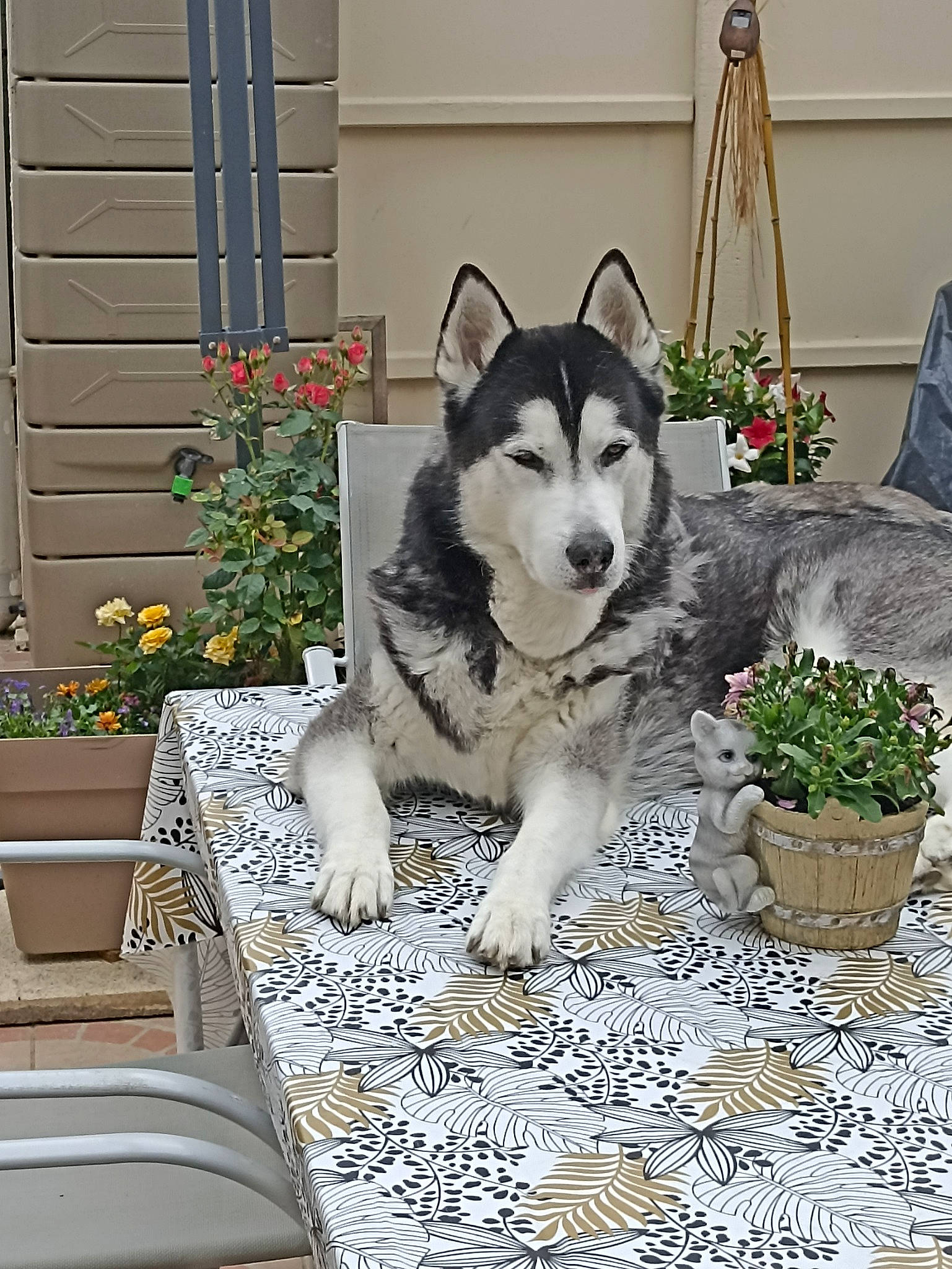 Daiko participe au concours pour gagner de l'argent avec cette photo : ancient_dog_breeds, carnivore, comfort, companion_dog, couch, dog, dog_breed, door, flooring, flower, flowerpot, houseplant, linens, outdoor_furniture, plant, siberian_husky, sled_dog, window, working_animal, working_dog