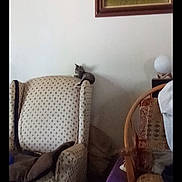 Luna is registered to the contest to win money with this photo: kitten, cat, armchair, furniture, painting, tiger, wall, cushion, living_room, domestic, resting, small_animal, indoor, patterned_fabric, wooden_chair, decor, household, quiet, relaxation, cozy