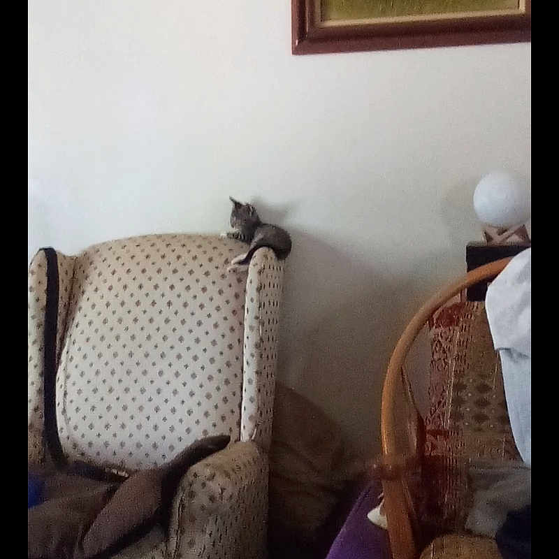 Luna is registered to the contest to win money with this photo: armchair, cat, cozy, cushion, decor, domestic, furniture, household, indoor, kitten, living_room, painting, patterned_fabric, quiet, relaxation, resting, small_animal, tiger, wall, wooden_chair