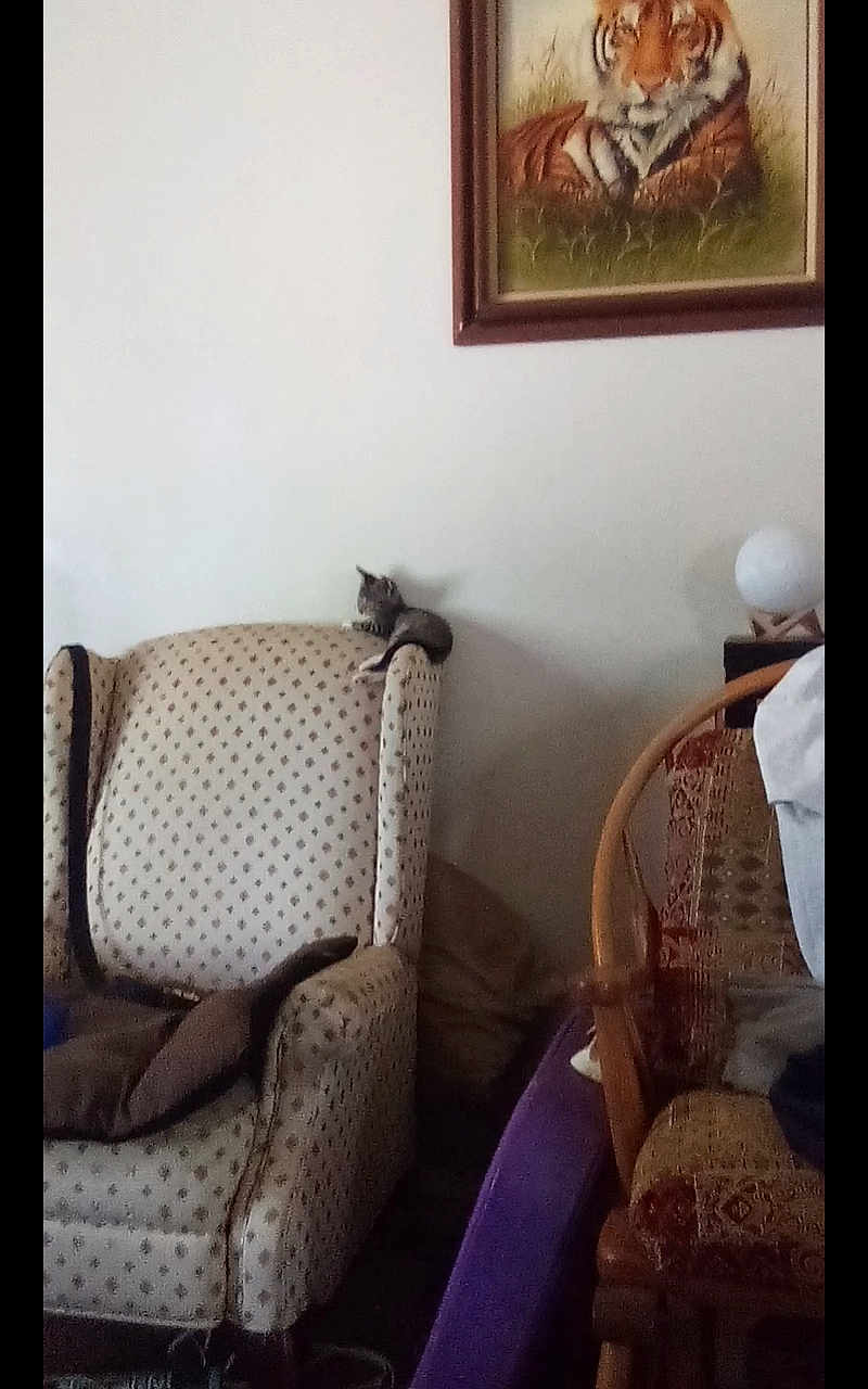 Luna is registered to the contest to win money with this photo: kitten, cat, armchair, furniture, painting, tiger, wall, cushion, living_room, domestic, resting, small_animal, indoor, patterned_fabric, wooden_chair, decor, household, quiet, relaxation, cozy