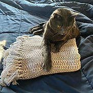 Winston is registered to the contest to win money with this photo: cat, gray_cat, blanket, folded_blanket, quilt, bed, indoor, pet, feline, animal, resting, relaxed, fur, paw, whiskers, soft_light, texture, cozy, home, curious
