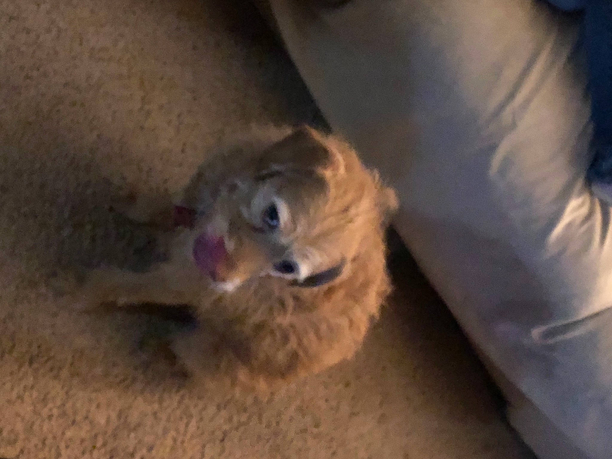 Remmy joined the competition — help win amazing prizes! canidae, carnivore, companion_dog, dog, dog_breed, dog_supply, fawn, fur, lion, liver, non_sporting_group, paw, retriever, spitz, sporting_group, street_dog, terrestrial_animal, toy_dog, whiskers, working_animal