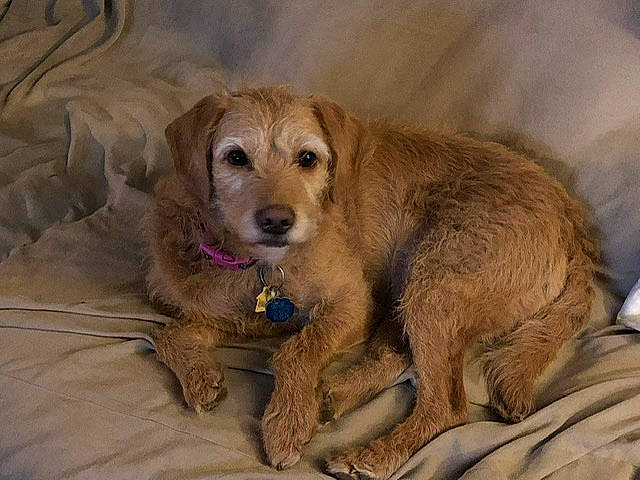 Remmy joined the competition — help win amazing prizes! canidae, carnivore, comfort, companion_dog, dog, dog_breed, dog_supply, fawn, fur, liver, paw, pet_supply, sporting_group, terrestrial_animal, whiskers, working_animal