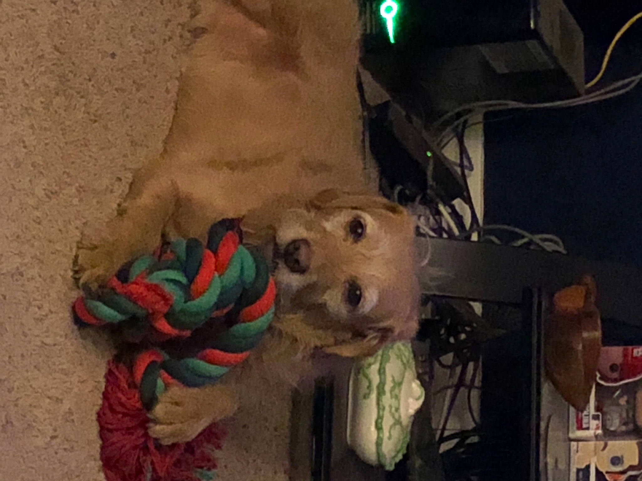 Remmy joined the competition — help win amazing prizes! art, carmine, foot, fur, personal_protective_equipment, snout, stuffed_toy, teddy_bear, toy