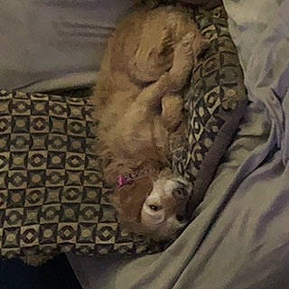 Remmy is registered to the contest to win money with this photo: art, big_cats, carnivore, cloud, comfort, companion_dog, dog_breed, fawn, felidae, grey, linens, lion, sculpture, sky, small_to_medium_sized_cats, snout, sporting_group, statue, textile, wrinkle