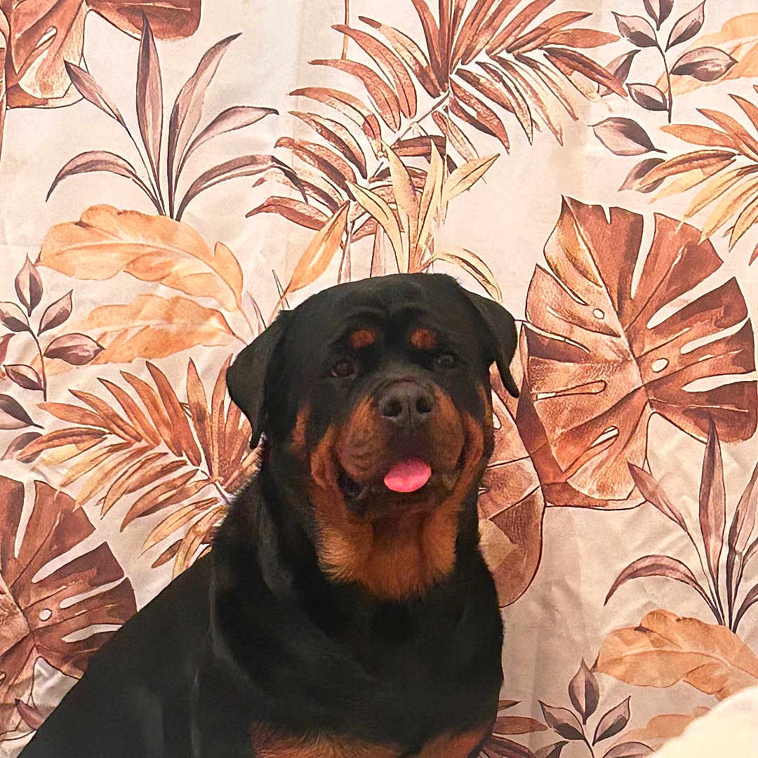 Uzzi a rejoint le concours — aidez-le/la à gagner de superbes lots ! animal, blanket, bodypart, canine, cushion, dog, face, furniture, head, homedecor, hound, labradorretriever, leaf, mouth, person, pet, photography, plant, portrait, puppy