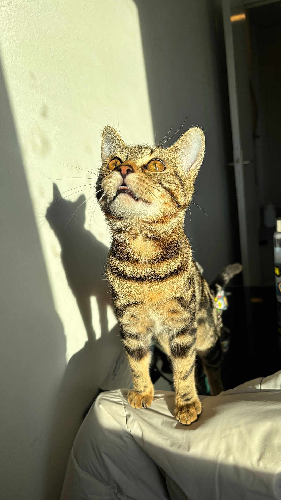 Priya a rejoint le concours — aidez-le/la à gagner de superbes lots ! cat, tabby_cat, pet, whiskers, golden_eyes, shadow, sunlight, wall, doorway, bed, blanket, indoor, portrait, looking_up, paws, collar, fur, striped, silhouette, cozy