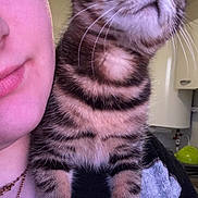 Priya participe au concours pour gagner de l'argent avec cette photo : cat, kitten, tabby, pet, animal, close_up, portrait, whiskers, paws, stripes, eyes, nose, human_face, shoulder, necklace, indoor, kitchen, cabinet, wall, cozy