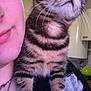 cat, kitten, tabby, pet, animal, close_up, portrait, whiskers, paws, stripes, eyes, nose, human_face, shoulder, necklace, indoor, kitchen, cabinet, wall, cozy