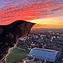 Priya participe au concours pour gagner de l'argent avec cette photo : cat, tabby, sunset, sky, clouds, city, skyline, window_sill, whiskers, silhouette, evening, buildings, bokeh, urban, high_rise, horizon, pet, reflection, outlook, dramatic_lighting