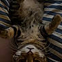 cat, tabby, kitten, stripes, whiskers, big_eyes, belly, paws, upside_down, bed, striped_bedspread, bedding, indoor, pet, close_up, portrait, cozy, relaxed, cute, fur