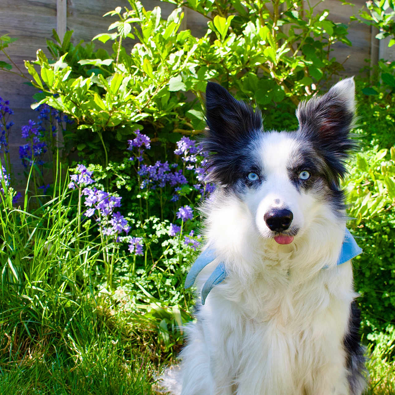 Cash is registered to the contest to win money with this photo: animal, canine, cockerspaniel, collie, dog, flower, garden, geranium, grass, herbal, herbs, iris, lupin, nature, outdoors, pet, plant, terrier, vegetation, yard