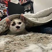 Bear Jr is registered to the contest to win money with this photo: cat, blanket, fur, indoor, cozy, curious, cute, face, pet, animal, furniture, soft, resting, home, decor, toy, poster, shelf, playful, closeup