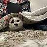 animal, blanket, cat, closeup, cozy, curious, cute, decor, face, fur, furniture, home, indoor, pet, playful, poster, resting, shelf, soft, toy