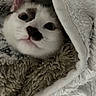 Bear Jr joined the competition — help win amazing prizes! kitten, cat, pet, animal, cute, cozy, blanket, fur, whiskers, ears, nose, soft, indoor, resting, closeup, face, comfort, warm, snuggle, sleepy