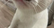 Bear Jr is registered to the contest to win money with this photo: cat, close_up, blue_eyes, whiskers, fur, curious, pet, animal, indoor, floor, white_fur, black_spot, nose, paw, kitten, looking_up, soft_focus, domestic_cat, cute, feline