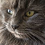 cat, close_up, fluffy, grey_cat, green_eyes, fur, whiskers, portrait, animal, pet, feline, indoors, soft_light, detailed, cute, domestic_cat, mammal, looking_away, natural_light, calm