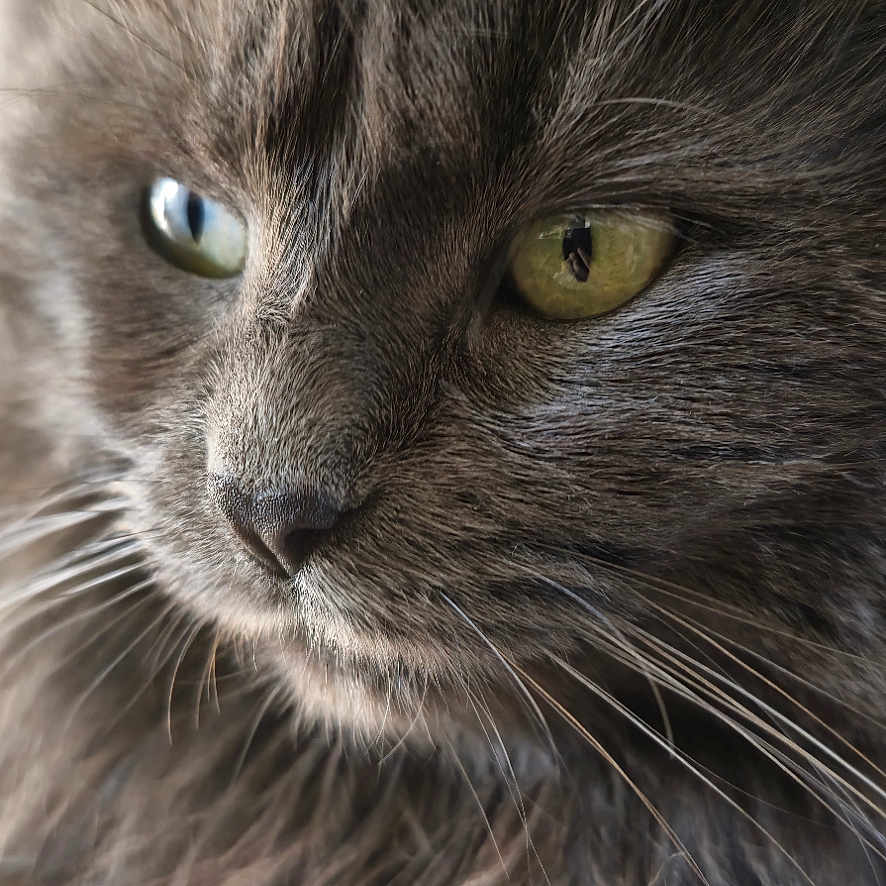 Grisouille participe au concours pour gagner de l'argent avec cette photo : animal, calm, cat, close_up, cute, detailed, domestic_cat, feline, fluffy, fur, green_eyes, grey_cat, indoors, looking_away, mammal, natural_light, pet, portrait, soft_light, whiskers