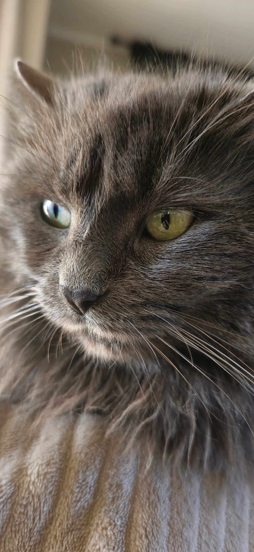 Grisouille participe au concours pour gagner de l'argent avec cette photo : cat, close_up, fluffy, grey_cat, green_eyes, fur, whiskers, portrait, animal, pet, feline, indoors, soft_light, detailed, cute, domestic_cat, mammal, looking_away, natural_light, calm