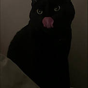Pepper is registered to the contest to win money with this photo: animal, black_cat, cat, cozy, cute, dark, ears, eyes, face, feline, fur, indoors, licking, mystery, pet, portrait, shadow, sitting, tongue_out, whiskers